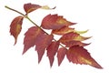 Trumpet creeper autumn leaf Royalty Free Stock Photo