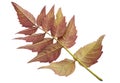 Trumpet creeper autumn leaf Royalty Free Stock Photo