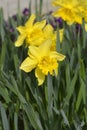 Trumpet Daffodil King Alfred Royalty Free Stock Photo