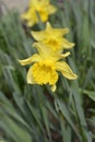 Trumpet Daffodil King Alfred Royalty Free Stock Photo