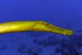 Trumpet Fish Royalty Free Stock Photo