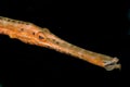 Trumpet fish Royalty Free Stock Photo