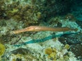 Trumpet Fish Royalty Free Stock Photo