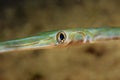 Trumpet-Fish Royalty Free Stock Photo