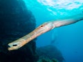 Trumpetfish - Aulostomus maculatus - Canary Islands Royalty Free Stock Photo