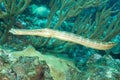 Trumpet Fish in Caribbean Royalty Free Stock Photo