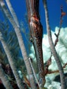 Trumpet fish hiding Royalty Free Stock Photo
