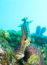 Trumpet fish Royalty Free Stock Photo