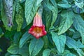 Trumpet Flower Royalty Free Stock Photo