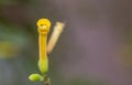 Trumpet Flower Royalty Free Stock Photo