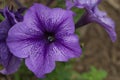 Trumpet Flower -Evening Fragrance (Datura meteloides) Royalty Free Stock Photo