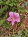 The trumpet flower resembles the trumpet shaped annual twining herb