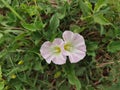 The trumpet flower resembles the trumpet shaped annual twining herb