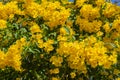 Trumpet Flower on the tree branch. Bush of Yellow elder