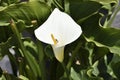 Trumpet flower with wasp