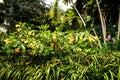 Trumpet flowers in a Beautiful Garden at Monte above Funchal Madeira Royalty Free Stock Photo