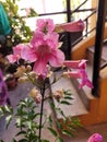 Trumpet flowers in the even sunlight