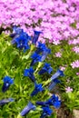 Trumpet gentian, blue spring flower in garden Royalty Free Stock Photo