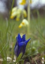 Trumpet gentian, cowslip in background