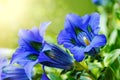 Trumpet gentiana blue spring flower in garden