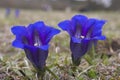 Trumpet gentians (gentiana clusii)