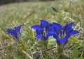 Trumpet gentians (gentiana clusii)