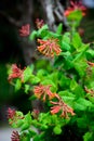 Trumpet Honeysuckle Flowers Royalty Free Stock Photo