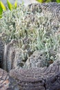 Trumpet lichen fungus Royalty Free Stock Photo