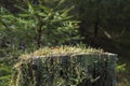 Trumpet lichen growing on a tree stump Royalty Free Stock Photo