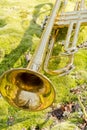 Trumpet Moss Wilderness Royalty Free Stock Photo