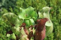 Trumpet pitcher - Carnivorous plant closeup Royalty Free Stock Photo