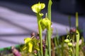 Trumpet pitcher plant sarracenia