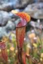 Trumpet: Pitcher Sarracenia Leucophylla Red