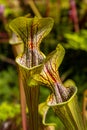 Trumpet Pitchers carnivorous plant flycatcher Royalty Free Stock Photo