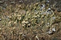 Trumpet pixie lichen (Cladonia fimbriata