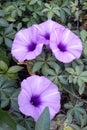 Trumpet purple flowers Royalty Free Stock Photo