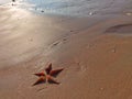 Shells on beach, summer Royalty Free Stock Photo