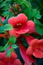 Trumpet Vine Blossoms