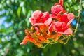 Trumpet Vine Campsis radicans