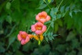Trumpet vine Campsis radicans red orange flowers in blossom on green leaves background. Close-up beautiful trumpet creeper Royalty Free Stock Photo