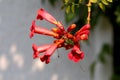 Trumpet vine or Campsis radicans flowering plant with multiple open flowers emerging from terminal cymes orange to red in color