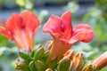 Trumpet vine Campsis radicans, close-up of red flower