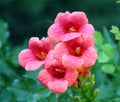 Trumpet Vine creeper plants Royalty Free Stock Photo