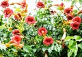 Trumpet vine flowers - Campsis x tagliabuana, gardening theme Royalty Free Stock Photo