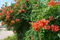 Trumpet vine flowers on fence. Campsis radicans trumpet vine or trumpet creeper, also known in North America as cow itch vine or