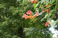 Trumpet vine with reddish orange flowers