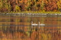 Trumpeter Cygnets Swimming Across A Colorful Autumn Lake in Alaska Royalty Free Stock Photo