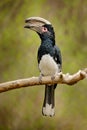 Trumpeter hornbill, Bycanistes bucinator, bird with big bill, common resident of the tropical evergreen forests of Burundi and