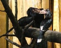 Trumpeter Hornbill, Bycanistes bucinator birds Royalty Free Stock Photo