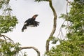 Trumpeter Hornbill flying up